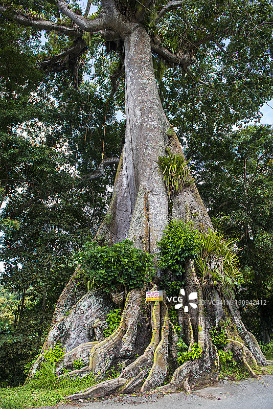 加勒比多巴哥榕树在森林中生长的低角度景观图片素材
