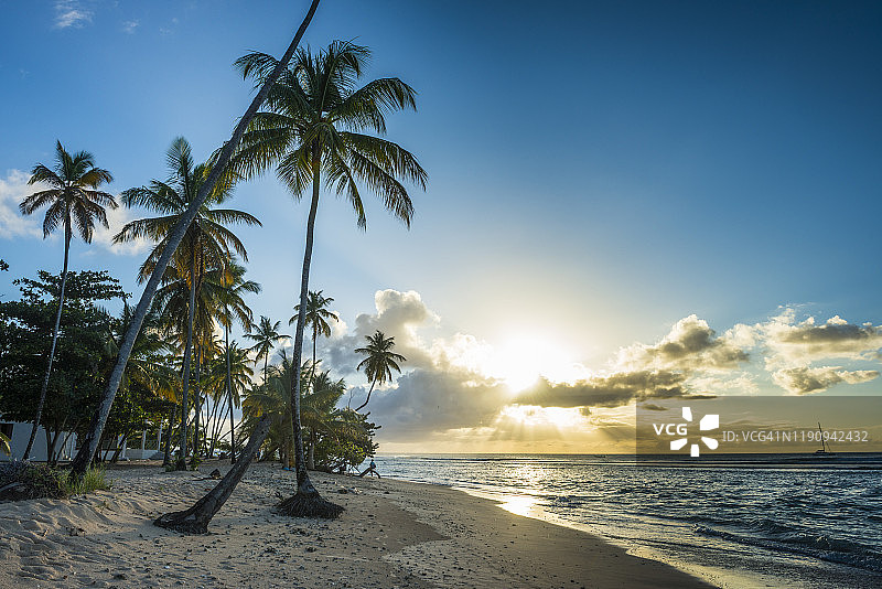 特立尼达和多巴哥加勒比海鸽子岬海滩的棕榈树日落美景图片素材