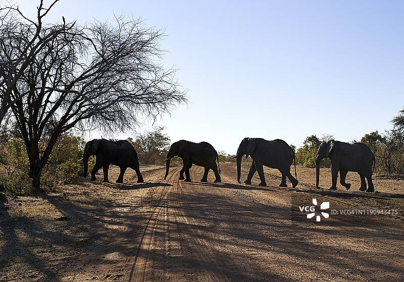 纳米比亚 Bwabwata 国家公园，在晴朗天空下穿越土路的大象图片素材