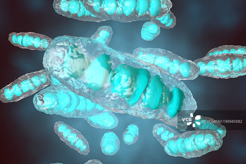 解剖学上正确线粒体的可视化图片素材