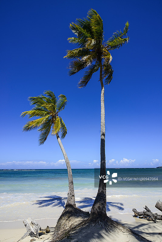 多米尼加共和国格兰德海滩的棕榈树图片素材