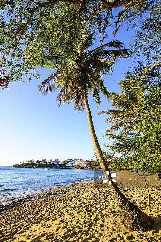 多米尼加索萨海滩上的棕榈树图片素材