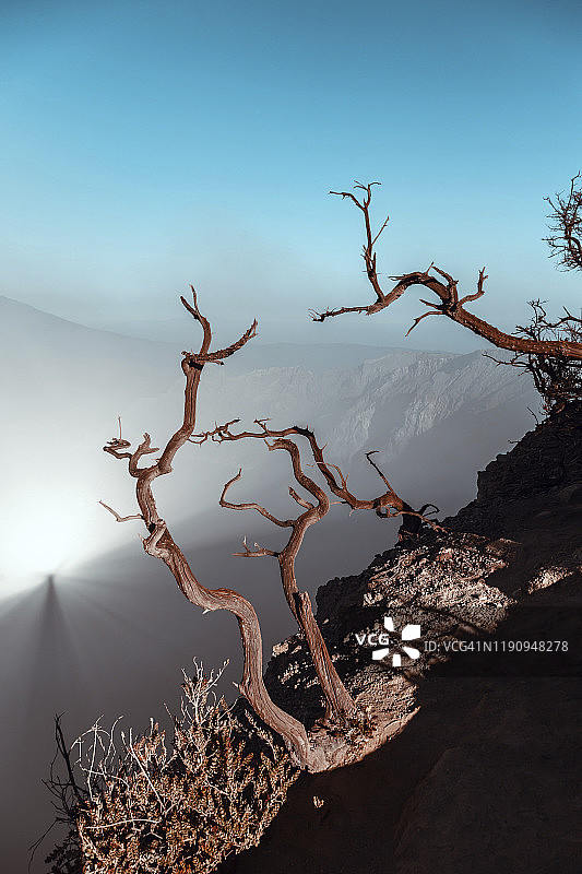 印度尼西亚爪哇岛伊真火山特写：贫瘠的树木图片素材