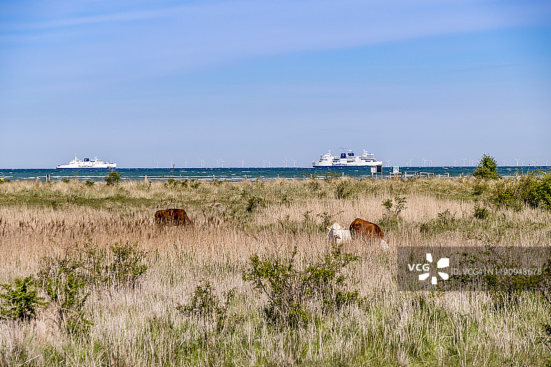 德国石勒苏益格-荷尔斯泰因州：海岸草地上放牧的牛群与游轮图片素材