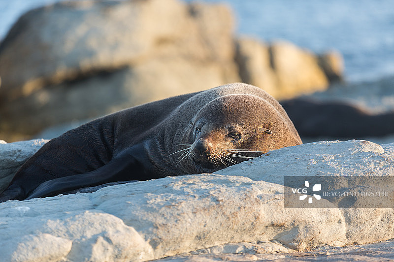 海狮，凯库拉图片素材