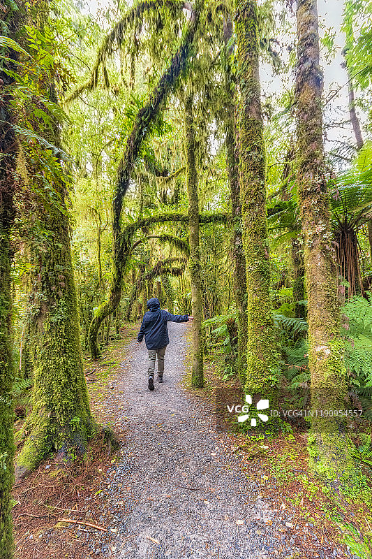 女徒步旅行者触摸树木，咆哮比利瀑布步道，新西兰南岛图片素材
