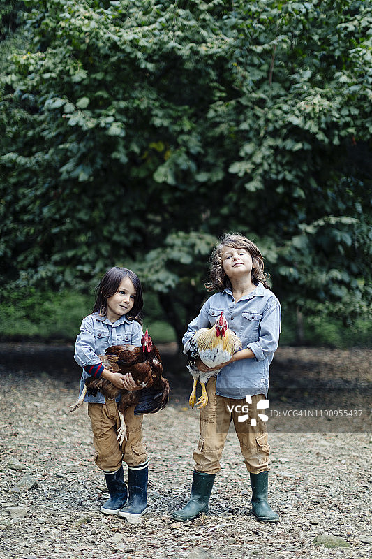 两个孩子在有机农场抱着鸡图片素材
