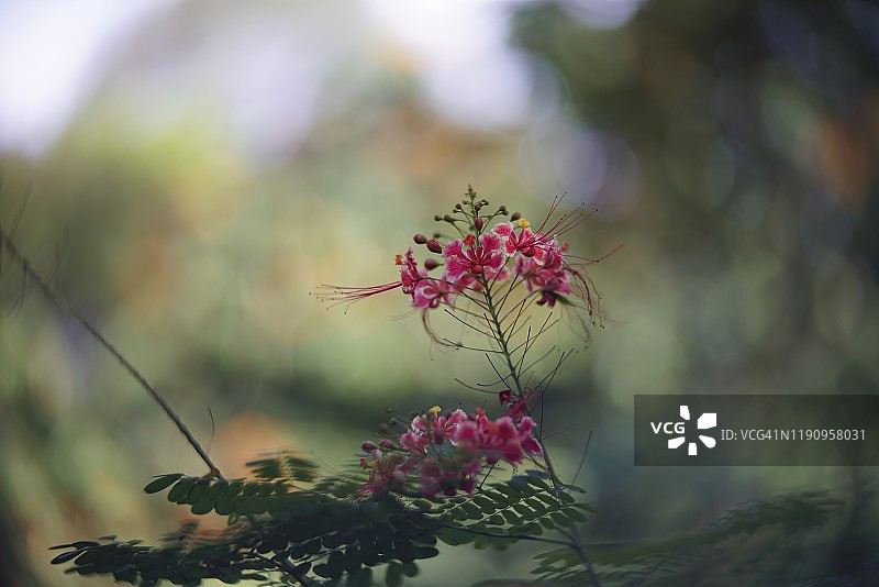 公园里美丽的红花楹图片素材