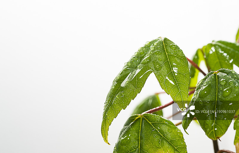 白色背景下日本枫树绿色树叶的微距摄影特写图片素材