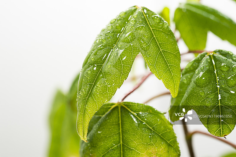 白色背景下日本枫树绿色树叶的微距摄影特写图片素材