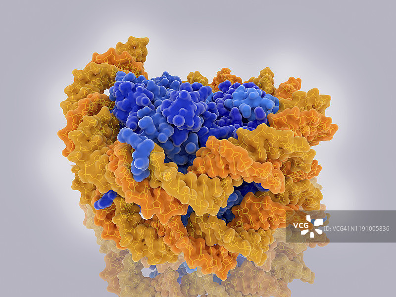 核小体结构插画图片素材
