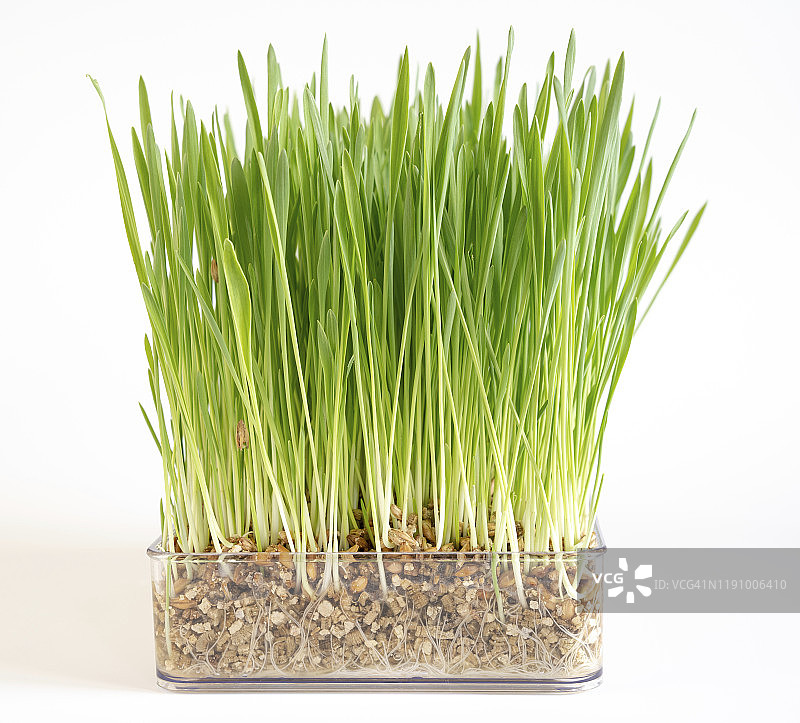 容器中生长的小麦幼苗图片素材