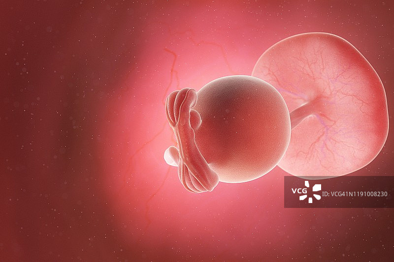 妊娠5周的胎儿插图图片素材