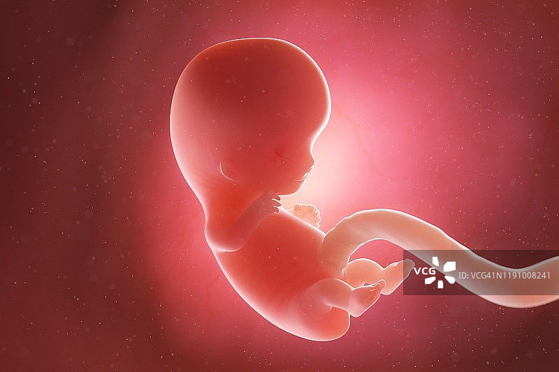 9周大的胎儿插图图片素材