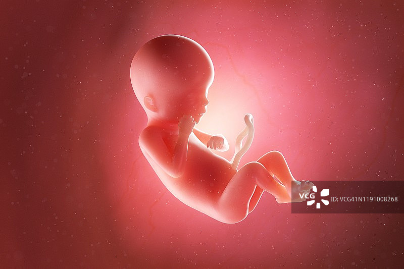 19周大的胎儿插图图片素材