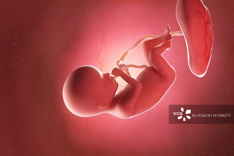 怀孕20周的胎儿图图片素材