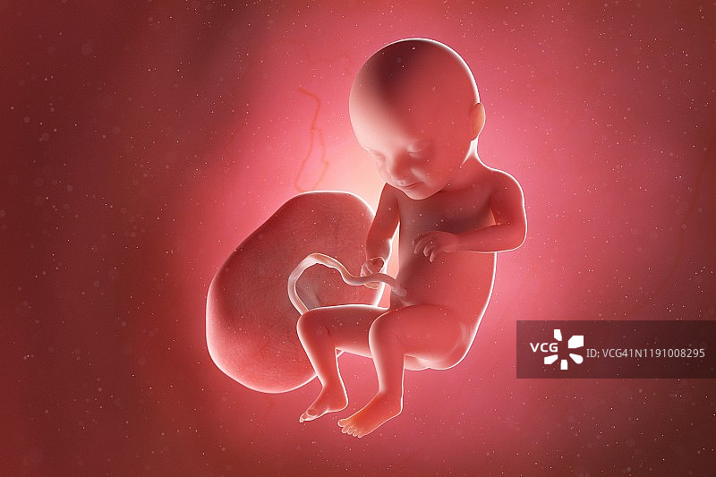妊娠31周的胎儿插画图片素材