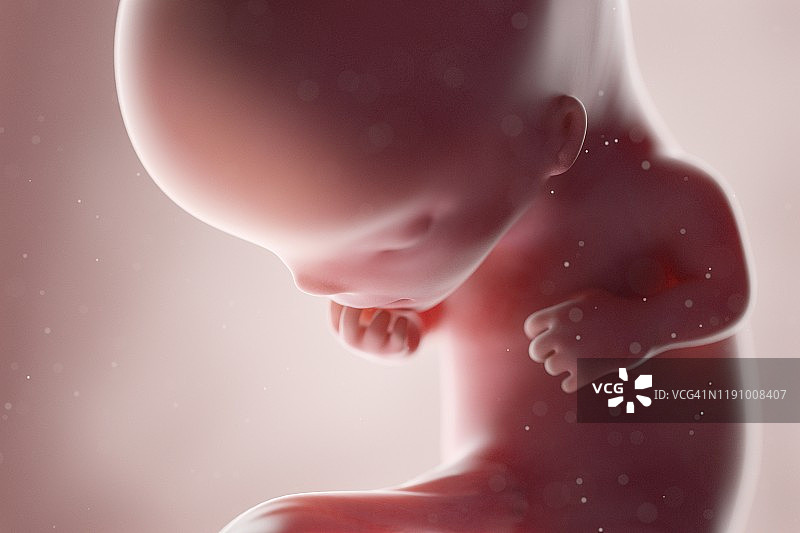 妊娠11周的胎儿图图片素材