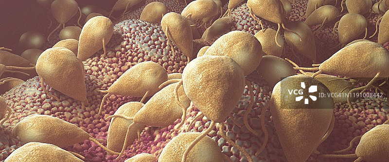 梨形鞭毛虫感染，图示图片素材