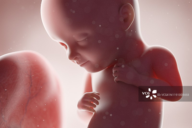 32周胎儿图示图片素材