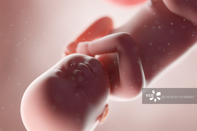 40周胎儿图图片素材