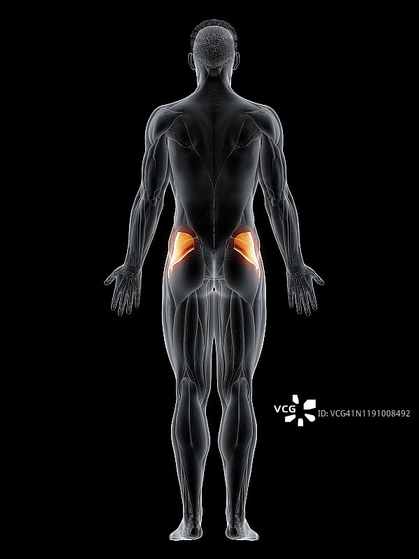 臀小肌肌肉插图图片素材