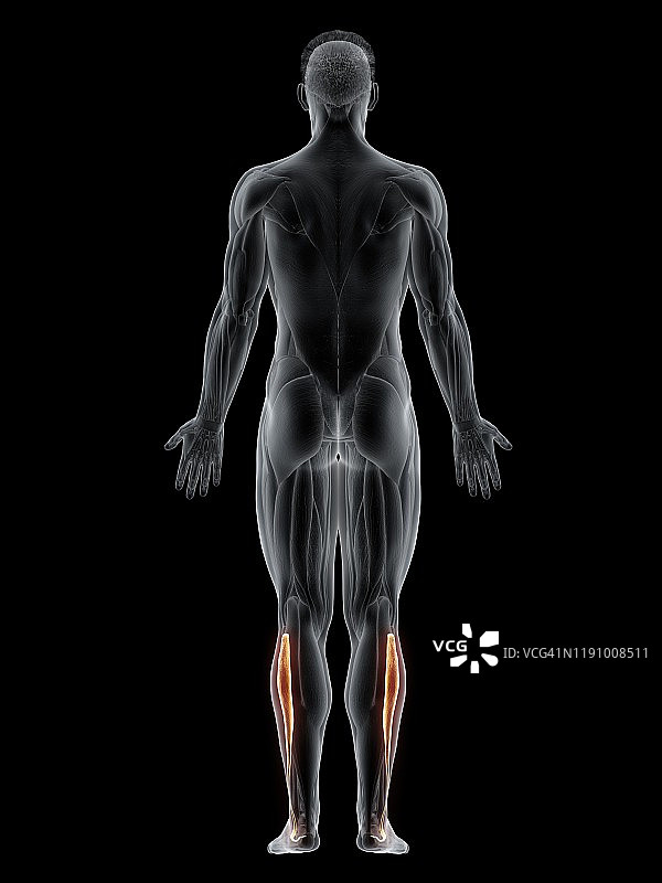 腓骨长肌图图片素材