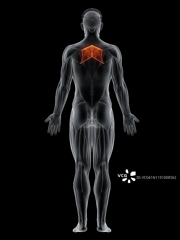 大菱形肌插图图片素材