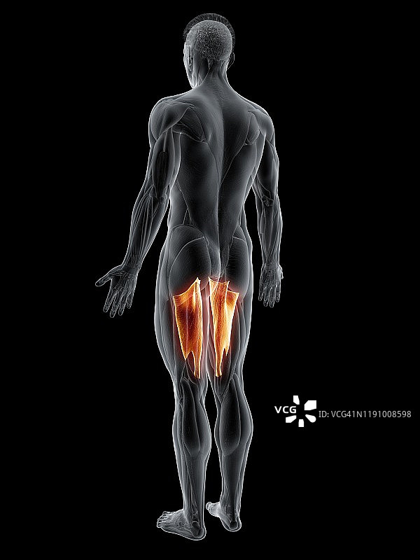 大收肌，图示图片素材