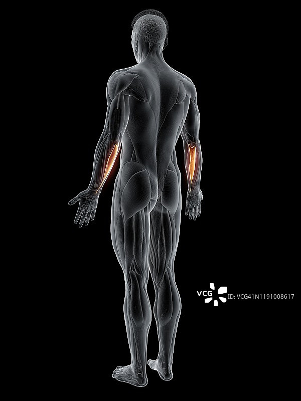 尺侧腕屈肌插图图片素材