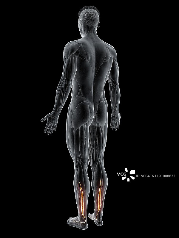 趾长屈肌肌肉插图图片素材