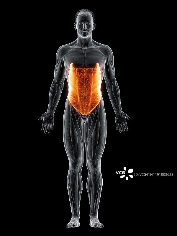 腹外斜肌图示图片素材