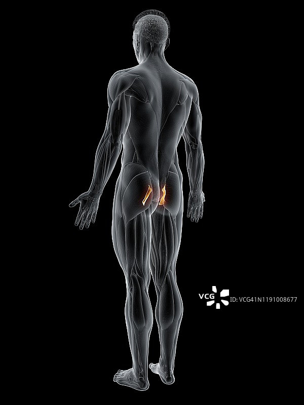 骶结节韧带图示图片素材