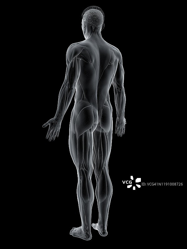 背部肌肉图示图片素材