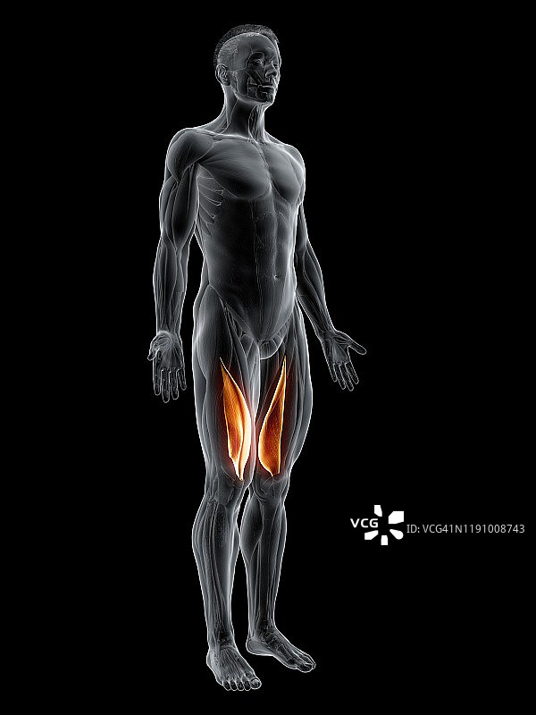 内侧股肌插图图片素材