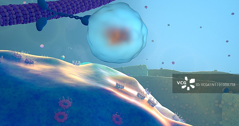 细胞内运输插图图片素材