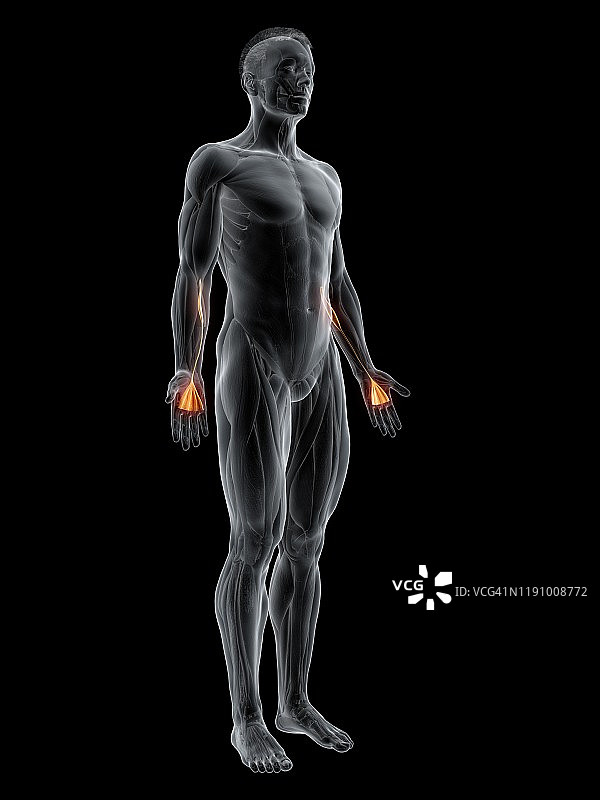 掌长肌图示图片素材