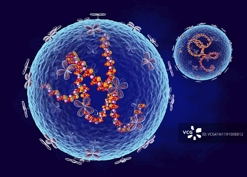沙粒病毒结构示意图图片素材