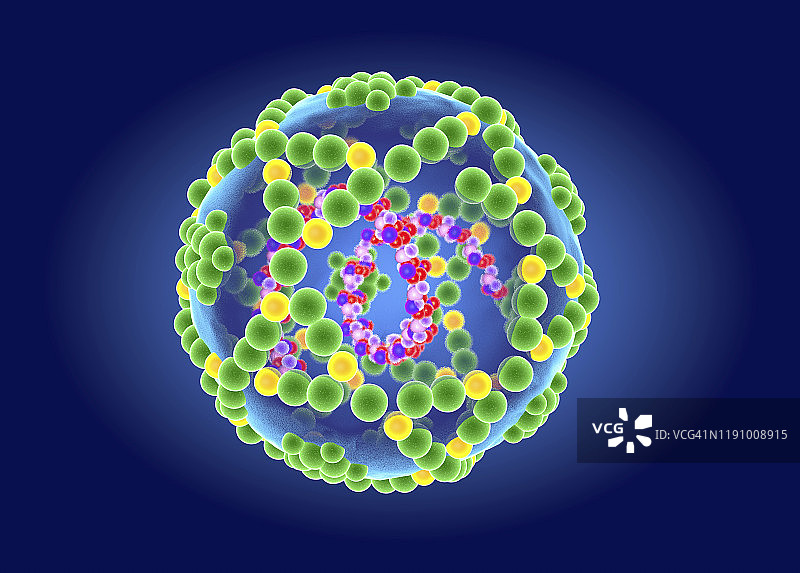 肠道病毒结构，图示图片素材