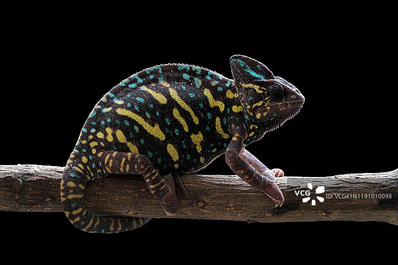 印度尼西亚树枝上的变色树蜥图片素材