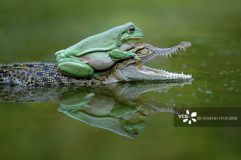 在鳄鱼背上的青蛙，印度尼西亚图片素材
