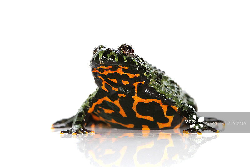 东方铃蟾的肖像图片素材