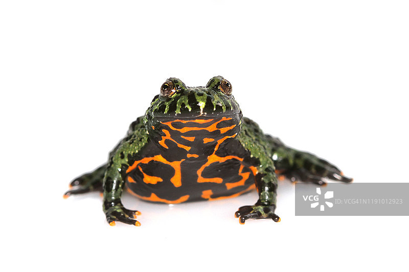 东方铃蟾的肖像图片素材