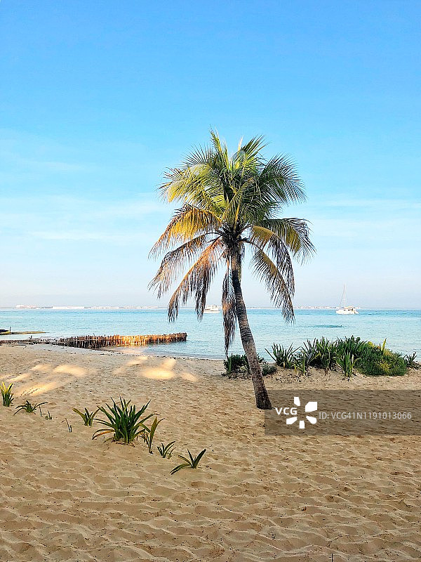墨西哥金塔纳罗奥州女人岛北部海滩上的棕榈树图片素材