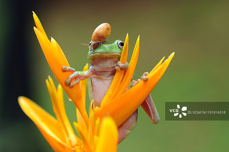 印度尼西亚，花朵上的树蛙与蜗牛图片素材