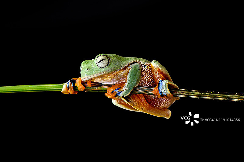 加里曼丹婆罗洲印度尼西亚的华莱士飞蛙图片素材