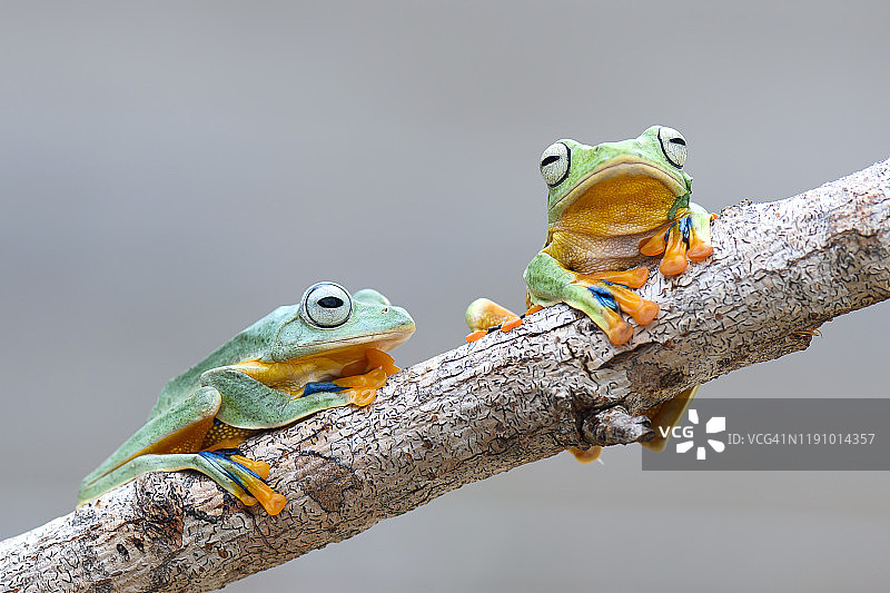 加里曼丹婆罗洲，树枝上的两只华莱士飞蛙图片素材