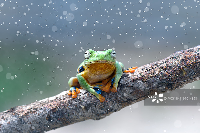 加里曼丹岛婆罗洲的华莱士飞蛙图片素材