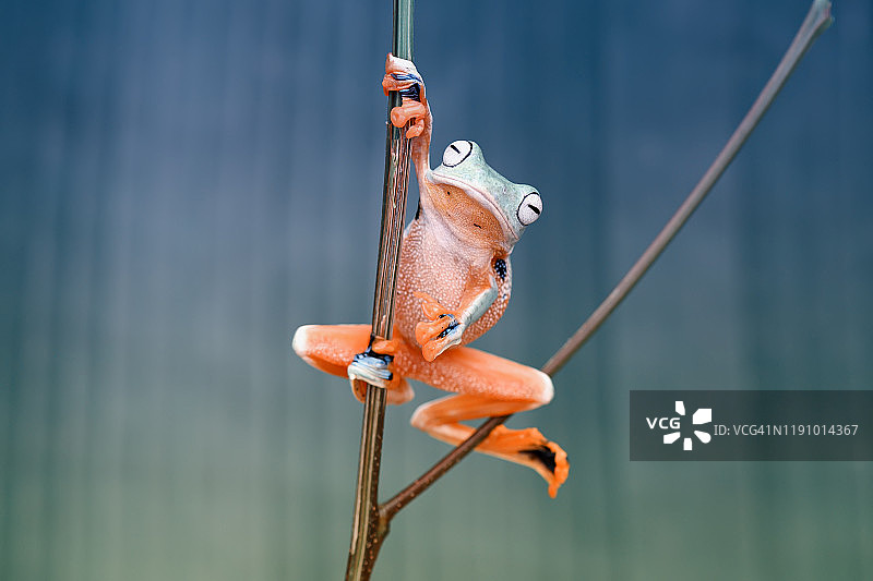 加里曼丹岛婆罗洲的华莱士飞蛙图片素材