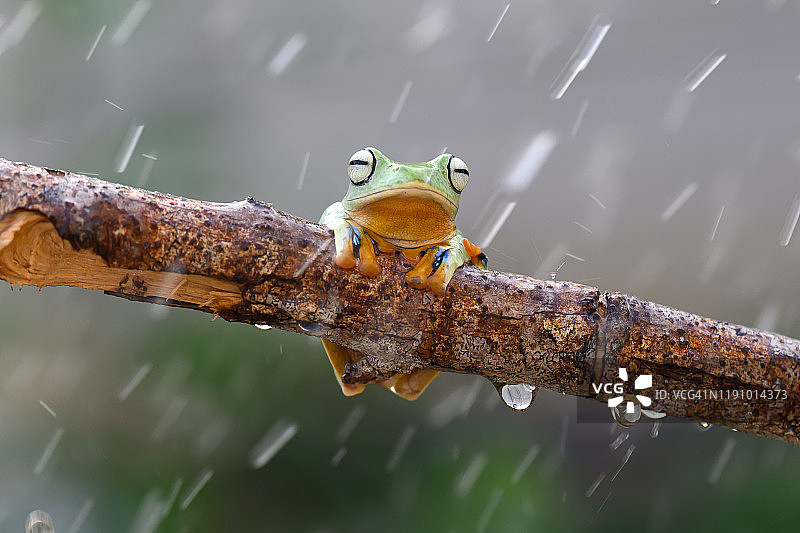 华莱士飞蛙，加里曼丹岛，婆罗洲，印度尼西亚图片素材